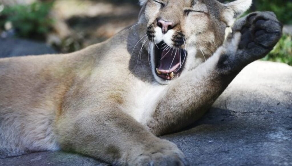 12138_101916_nczoo_cougars_cn_001o-678x381