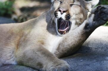 12138_101916_nczoo_cougars_cn_001o-678x381
