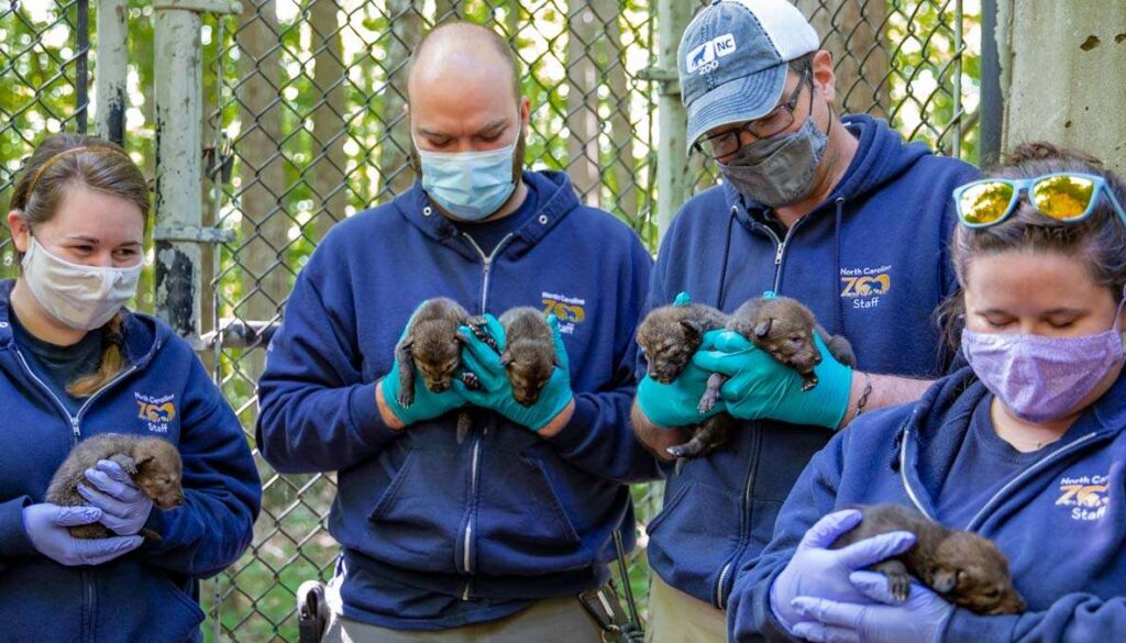 Web Size_Red Wolf Puppies_Vet_05.14.21_Photos-1976