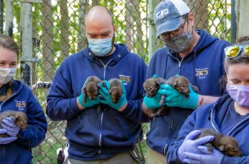 Web Size_Red Wolf Puppies_Vet_05.14.21_Photos-1976