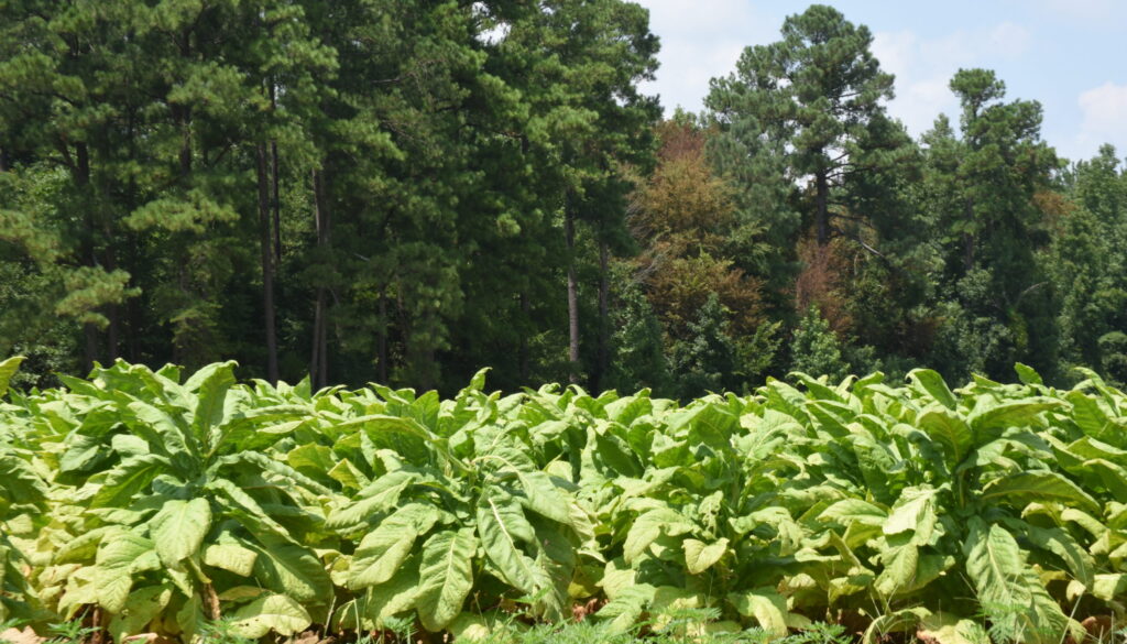 Tobacco fields growing in North Carolina