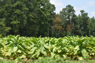 Tobacco fields growing in North Carolina
