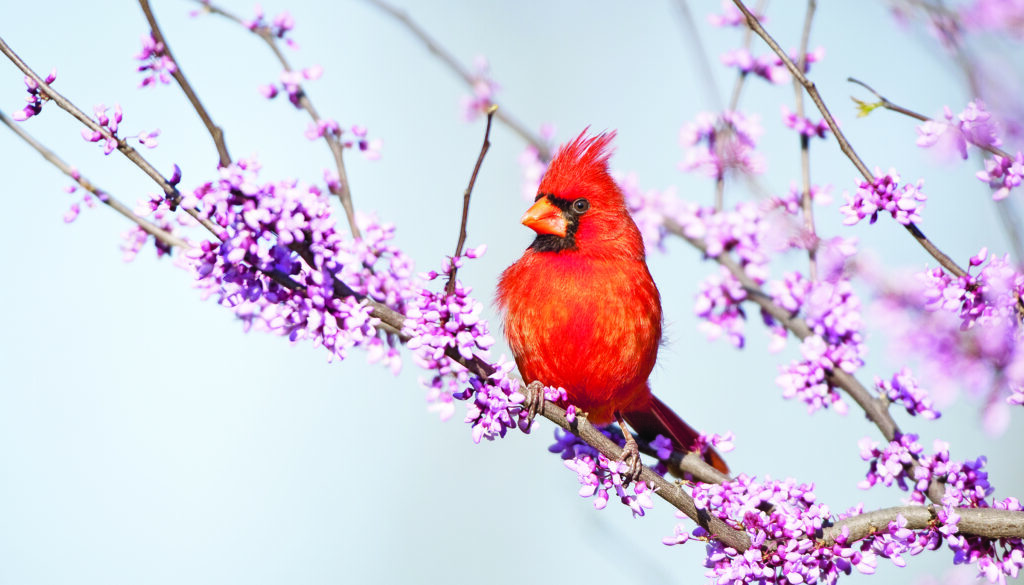 Northern Cardinal (Cardinalis cardinalis) male in Eastern Redbud