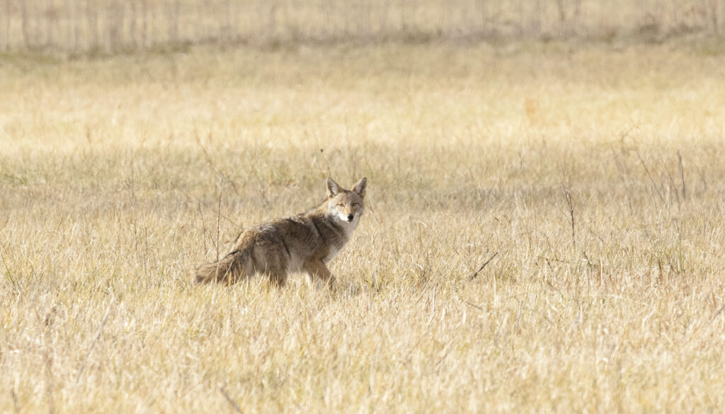 Coyote 2 MM