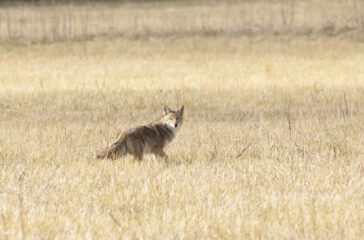 Coyote 2 MM