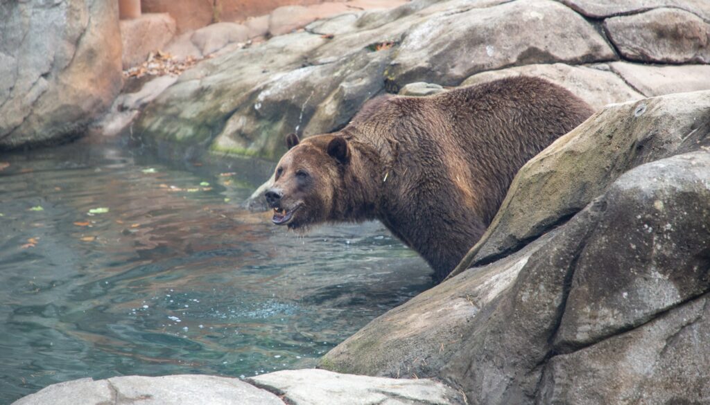 Ronan_Grizzly_Bear_2