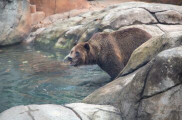Ronan_Grizzly_Bear_2