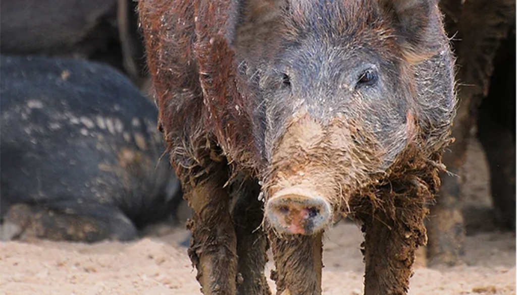 feral swine photo
