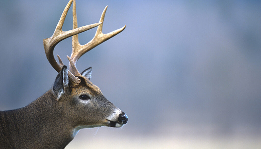 BANNER Whitetaileddeer Ken Taylor