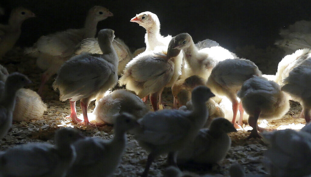 Bird Flu