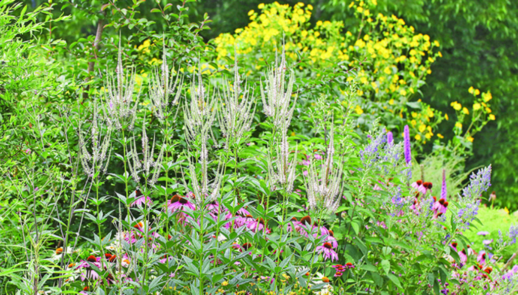 Gardening - Native Plants