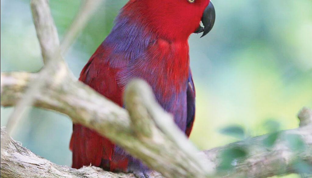 Aviary
