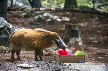 RedRiverHog